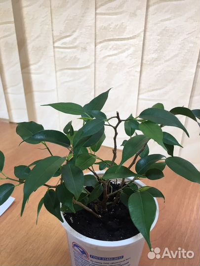 Бенджамина