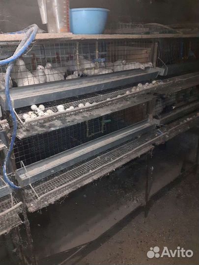 Клетка для перепелов