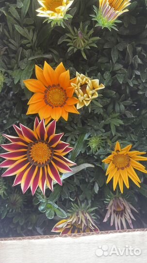 Садовые цветы оптом