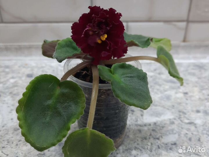 Фиалка Богема