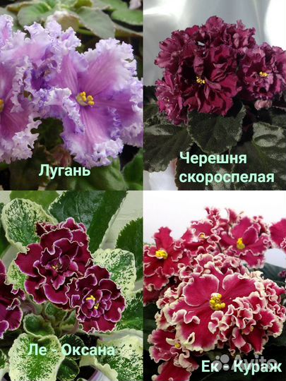 Детки сортовых фиалок