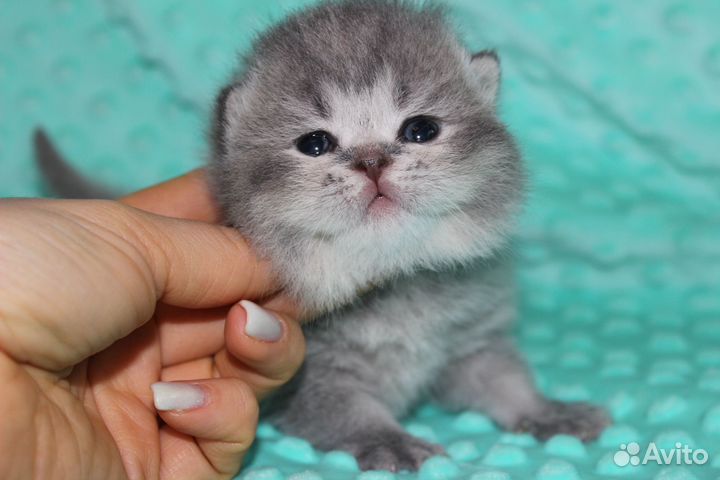 Шотландские котята