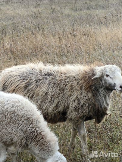 Баран на племя или мясо
