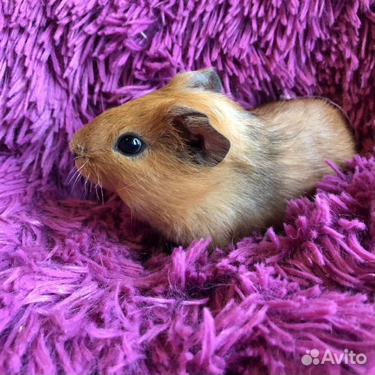 Морские свинки. Мальчики. Малыши. 2 мес