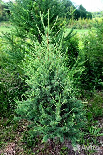 Лиственница сибирская 150 см