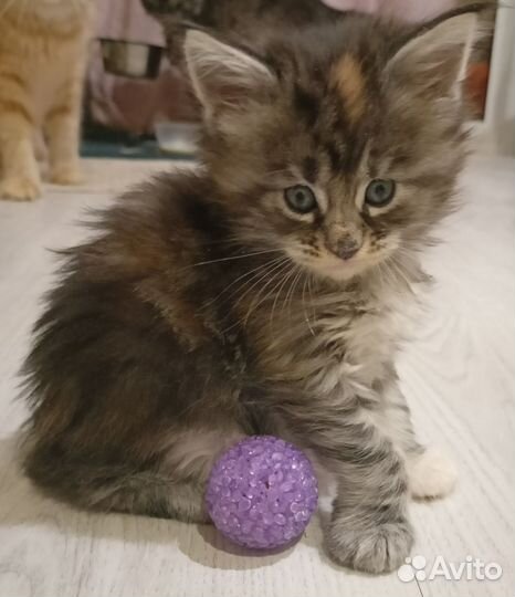 Котята мейн-кун