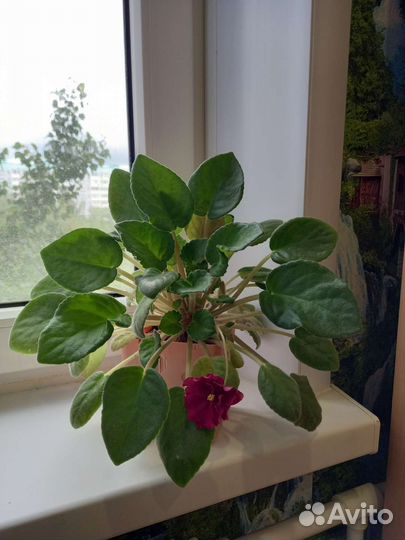 Комнатные цветы фиалки