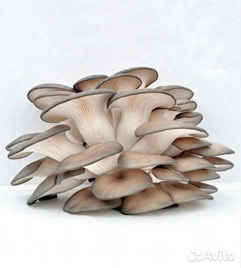 Грибы Вешенка (свежие)