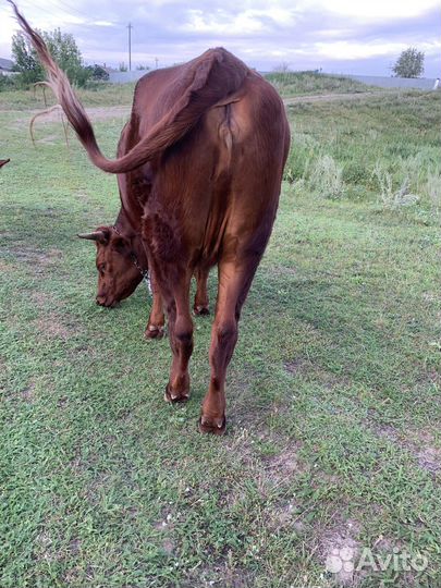 Корова нетель