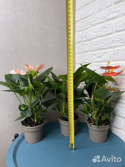 Комнатные цветы антуриум мужское счастье