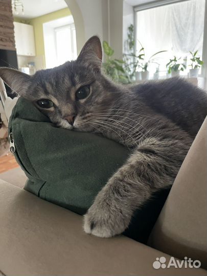 Кошка в дар бесплатно
