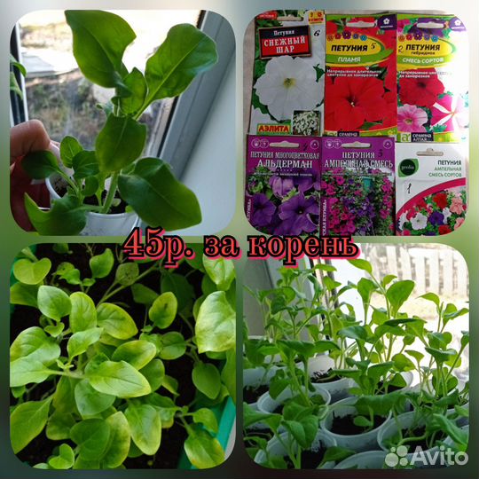 Петунья рассада