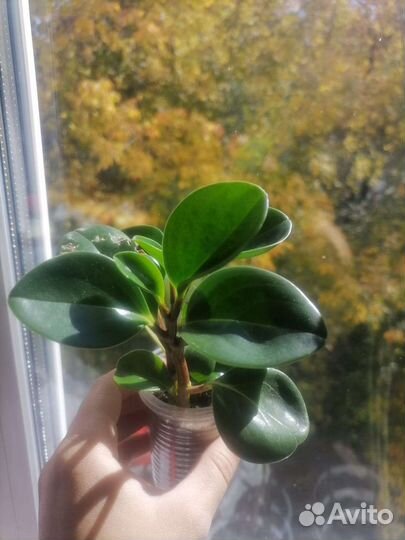 Пеперония, бегония, каланхой