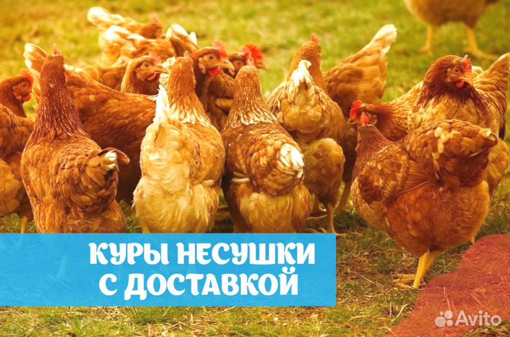 Куры несушки