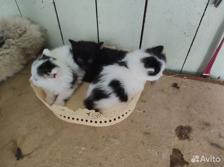 Котята в добрые руки