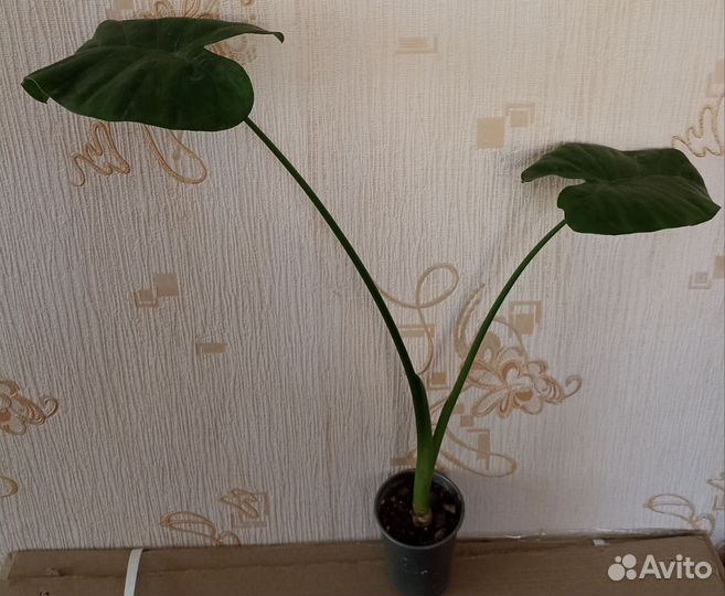 Алоказия Калидора