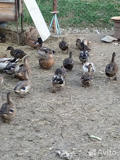 Подсадные утки