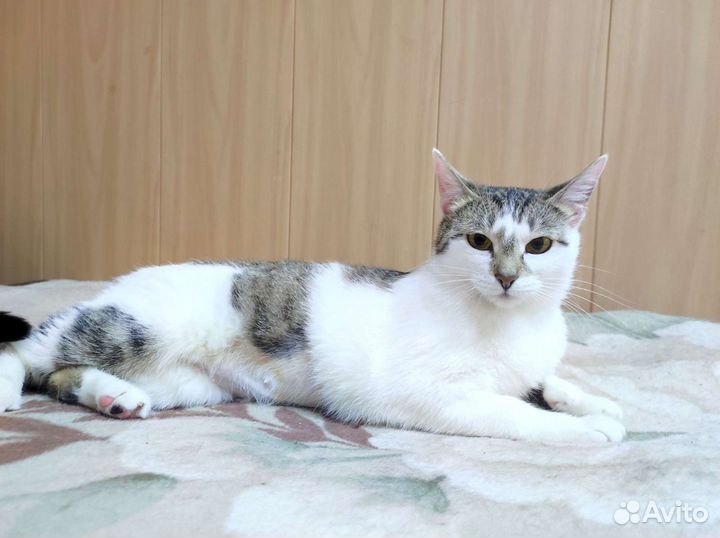 Кошка в добрые руки