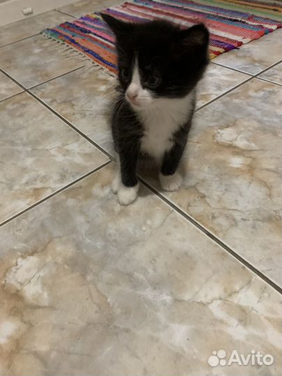 Кошка в дар