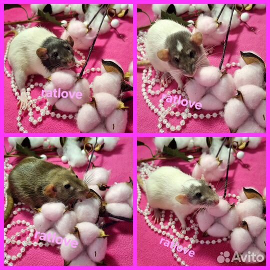 Крысята девочки от ratlove