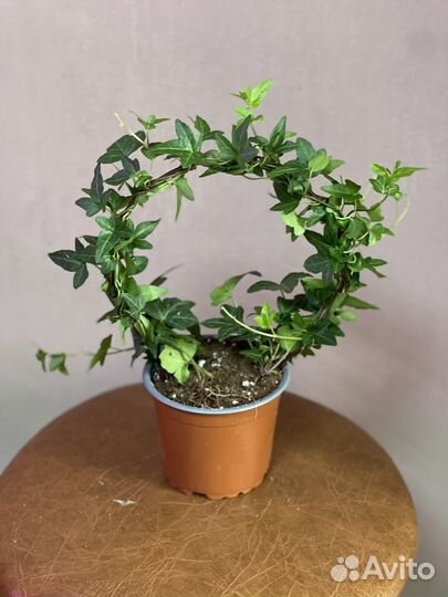 Плющ хедера сформированная высота 35 см