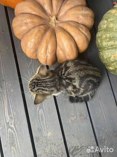 Котенок девочка в добрые руки