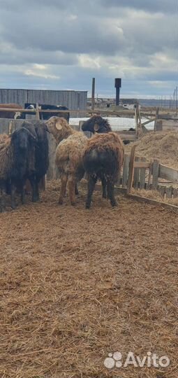 Эдильбаевские бараны