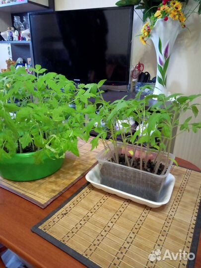 Рассада помидор