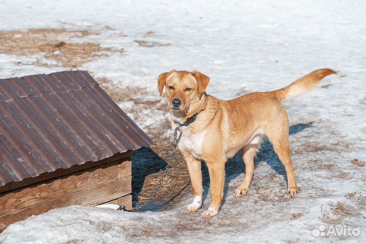Рыжик - счастье в Ваш дом
