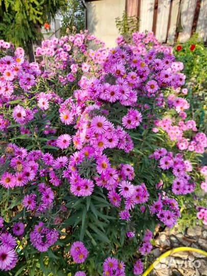 Астра многолетняя