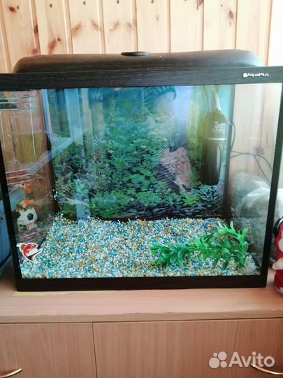 Аквариум