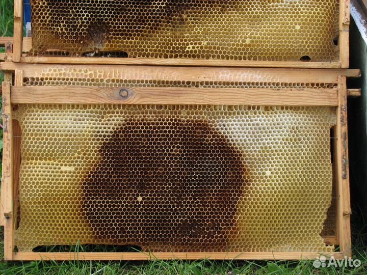 Сушь для пчёл