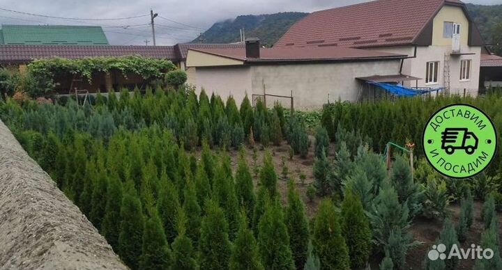 Туя Смарагд