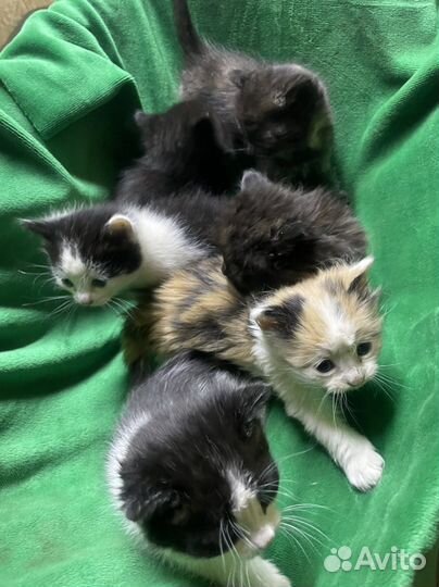 Котята в добрые руки 1 месяц