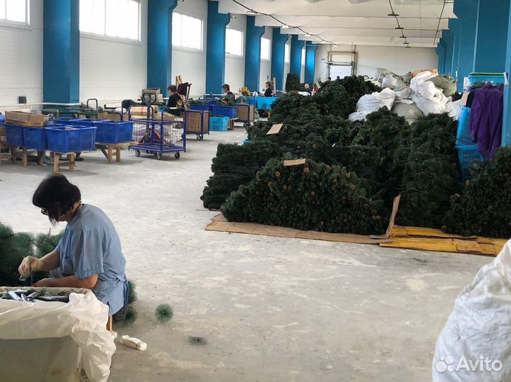Ёлки оптом