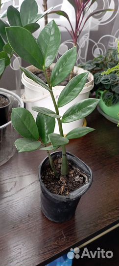 Замиокулькас