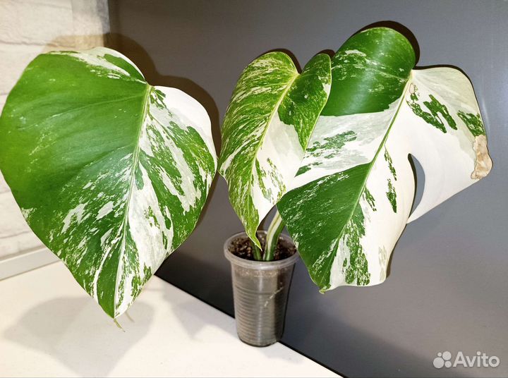 Редкие и экзотические растения 2