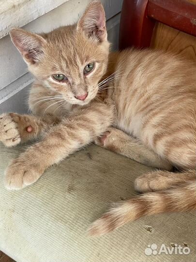 Отдам бесплатно