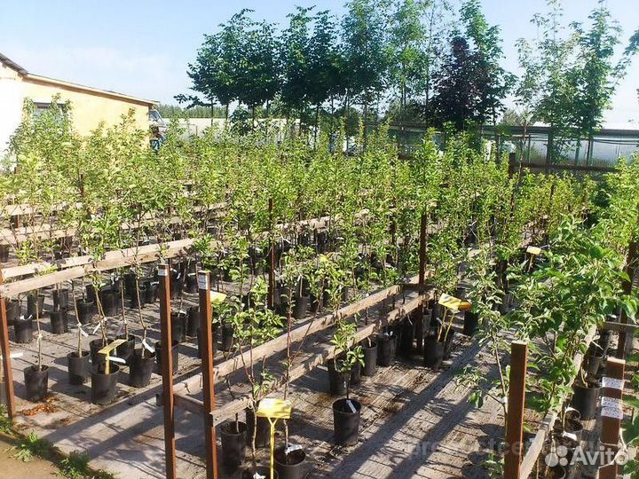 Разнорабочий в теплицы вахта с жильем