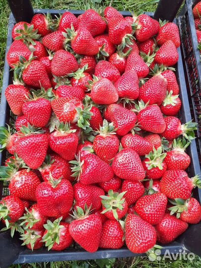 Клубника, кассетная рассада на июль