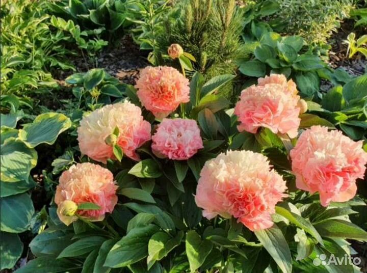 Пионы саженцы