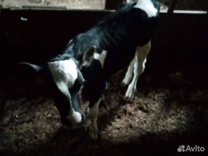 Телята телочки