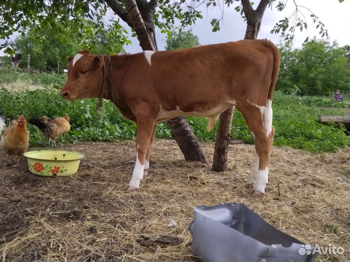 Теленок бычок 3 месяца и тёлочка 1,2