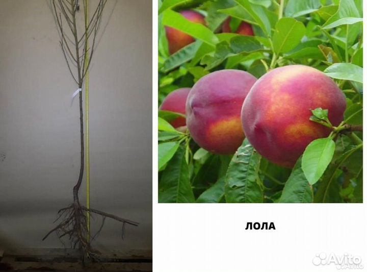 Саженцы Нектарина. Нектарин