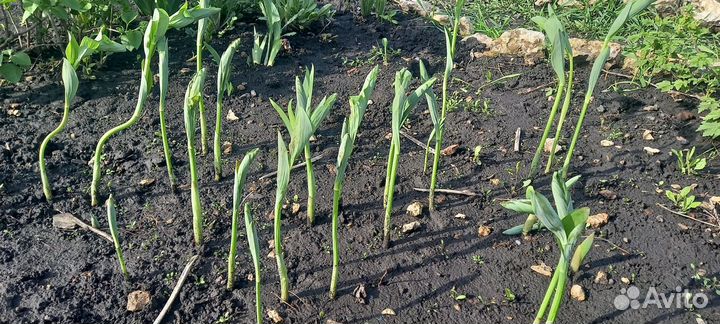 Купена многоцветковая