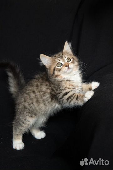 Чистопородные сибирские малыши