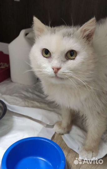 Котик Элвис