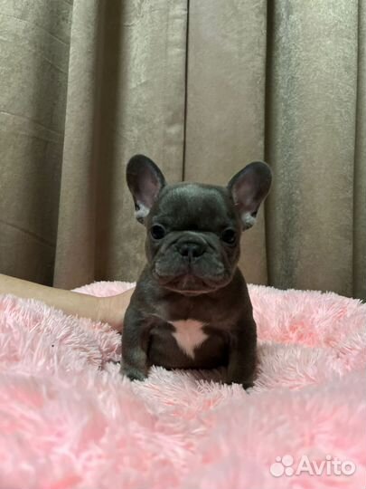 Французский бульдог