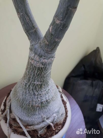 Адениум взрослый привитый сортовой