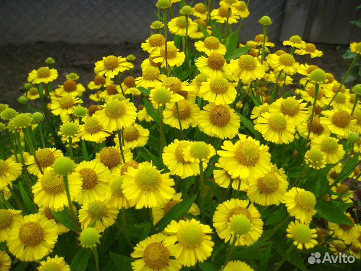 Сортовые низкорослые гелениумы